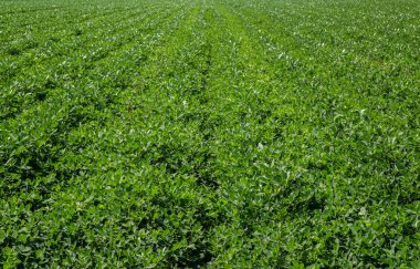 Fıstık alan plantasyon