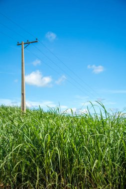 şeker kamışı ekimi