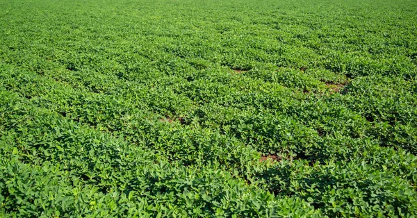 Fıstık alan plantasyon