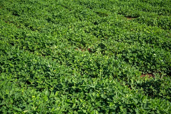 Fıstık alan plantasyon