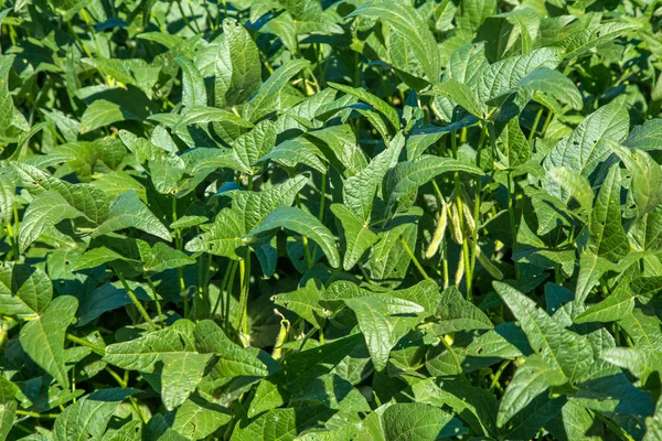 soya alan plantasyon