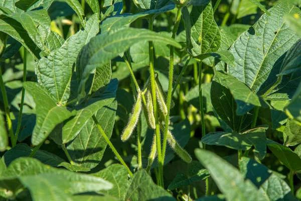 soya alan plantasyon