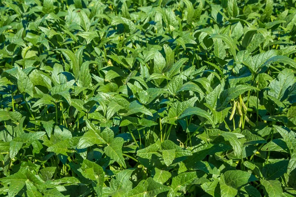 soya alan plantasyon