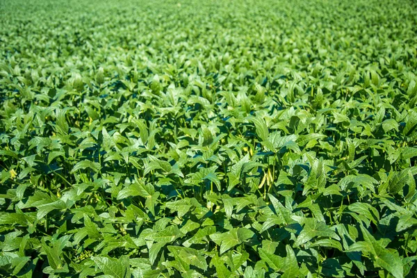 soya alan plantasyon