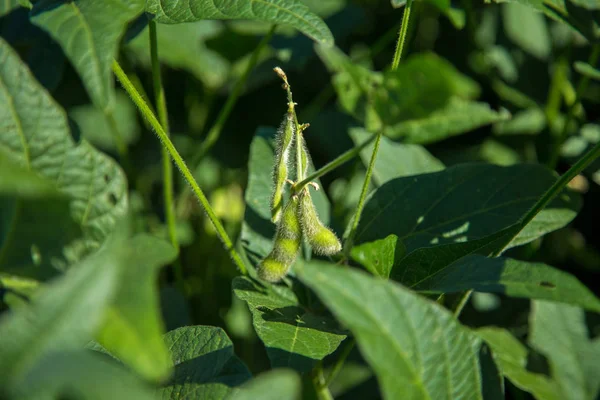 soya alan plantasyon