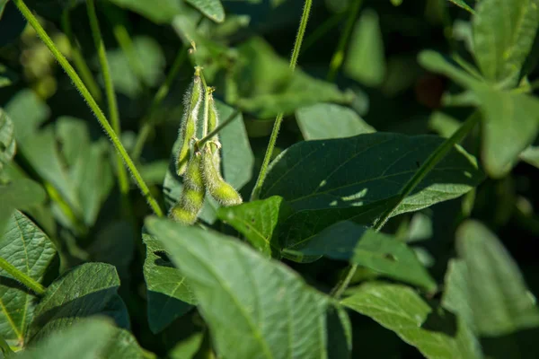 soya alan plantasyon