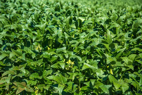 soya alan plantasyon