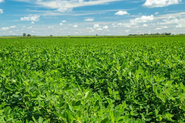 Fıstık alan plantasyon