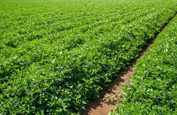 Fıstık alan plantasyon