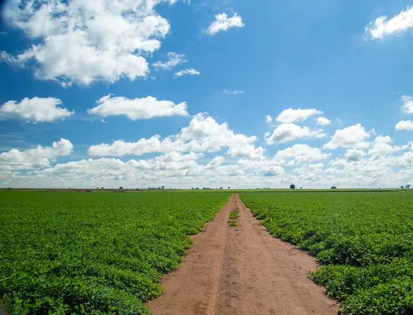Fıstık alan plantasyon