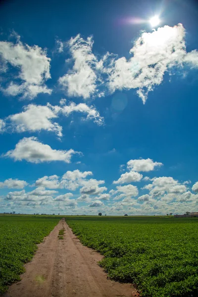 Plantação de amendoim — Fotografia de Stock