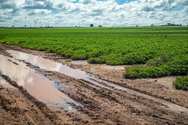 Plantation de champs d'arachides — Photo