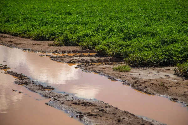 Fıstık alan plantasyon