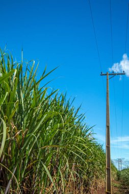 şeker kamışı ekimi