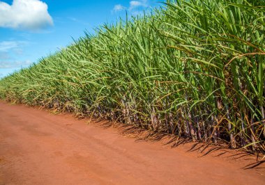 şeker kamışı ekimi