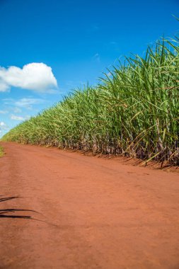 şeker kamışı ekimi