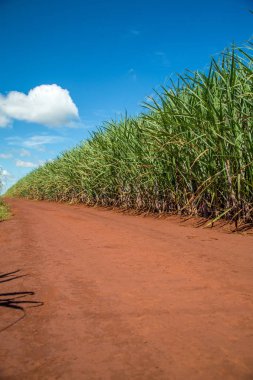 şeker kamışı ekimi