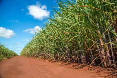 şeker kamışı ekimi