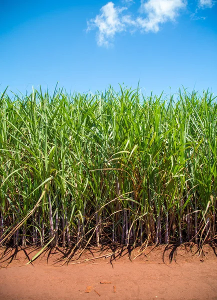 Плантация сахарного тростника — стоковое фото