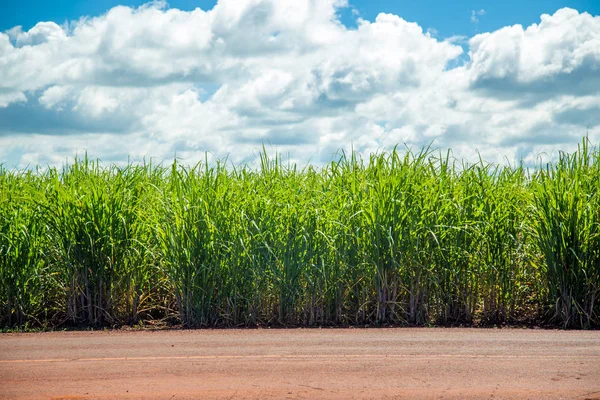 şeker kamışı ekimi