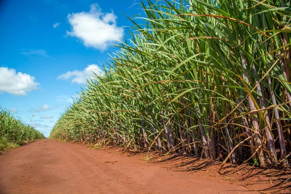 şeker kamışı ekimi
