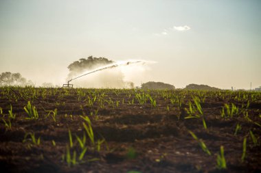 Şeker kamışı sulama planation