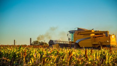 Hasat sorgum Ekim alanı dikim