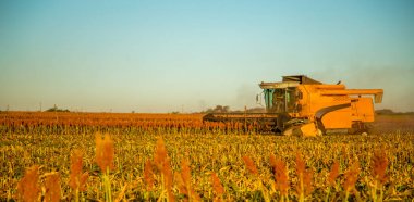 Hasat sorgum Ekim alanı dikim