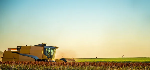 Hasat sorgum Ekim alanı dikim