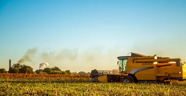 Hasat sorgum Ekim alanı dikim