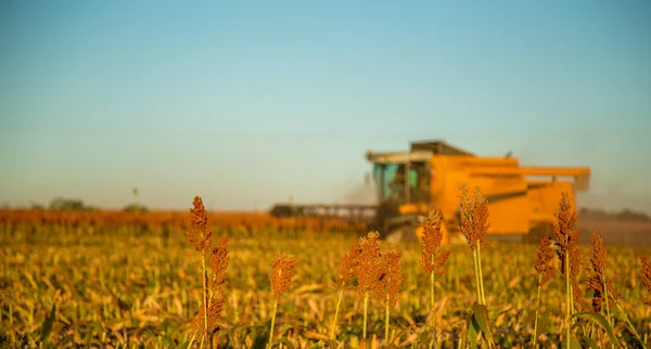 Oogst sorghum planten plantage-veld — Stockfoto