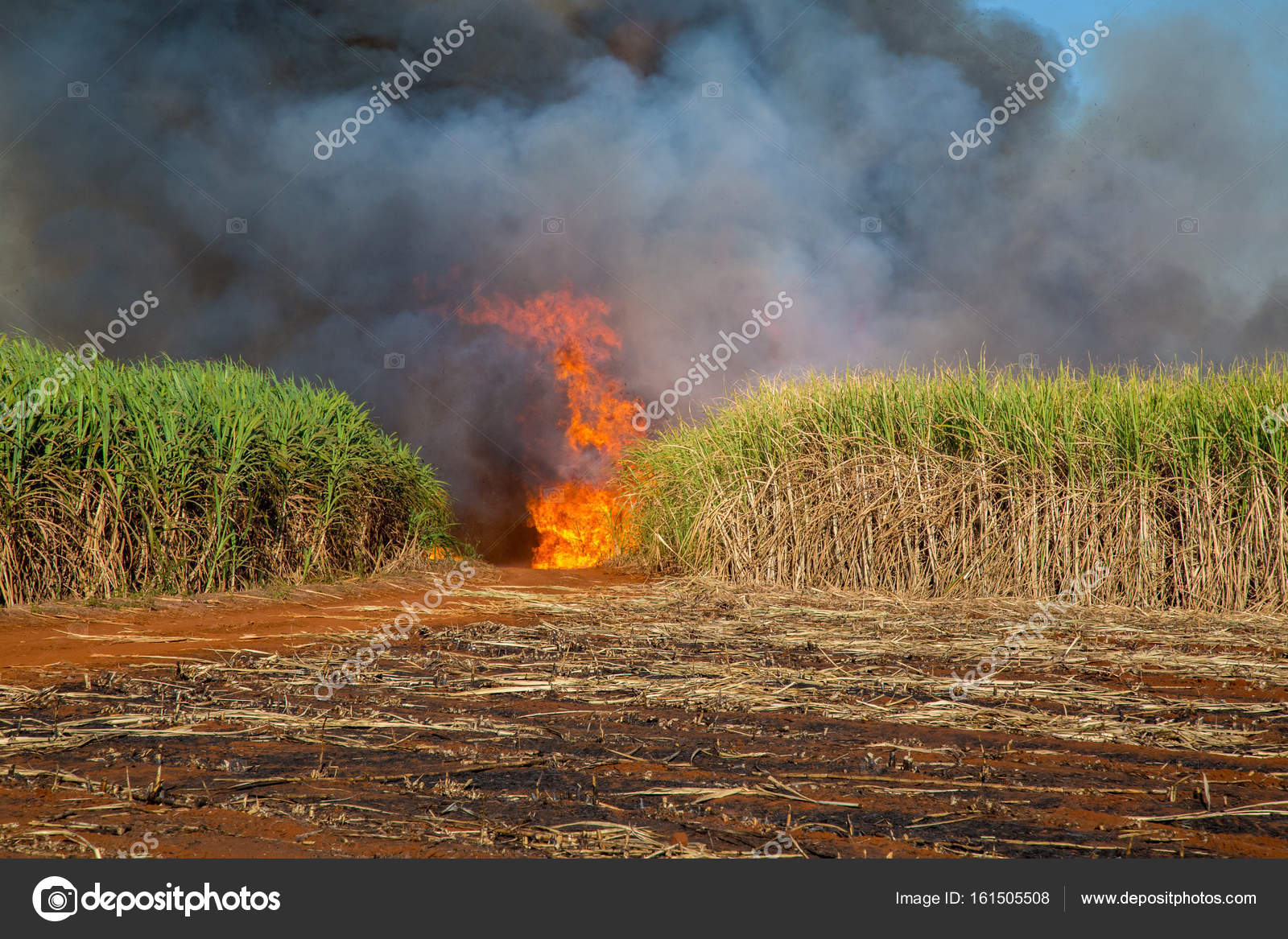 Sugar cane plantation and fire Stock Photo by ©mailsonpignata 161505508