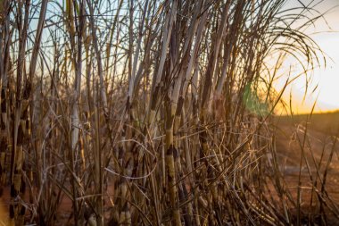 şeker kamışı ekimi yandı