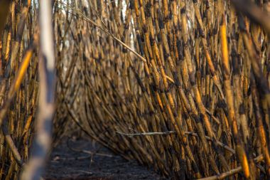 şeker kamışı ekimi yandı