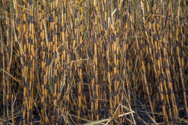 şeker kamışı ekimi yandı
