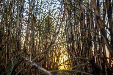 şeker kamışı ekimi yandı