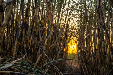 şeker kamışı ekimi yandı
