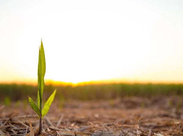 Şeker kamışı ekim günbatımı