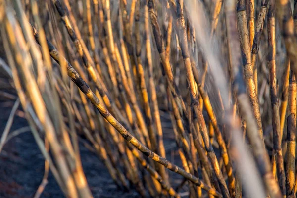 사탕수수 농장 불 — 스톡 사진