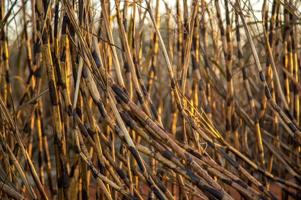 Сожжена плантация сахарного тростника — стоковое фото