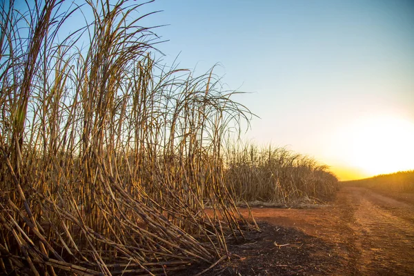 sugar cane plantation burned