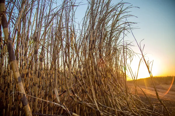 Plantation de canne à sucre brûlée — Photo