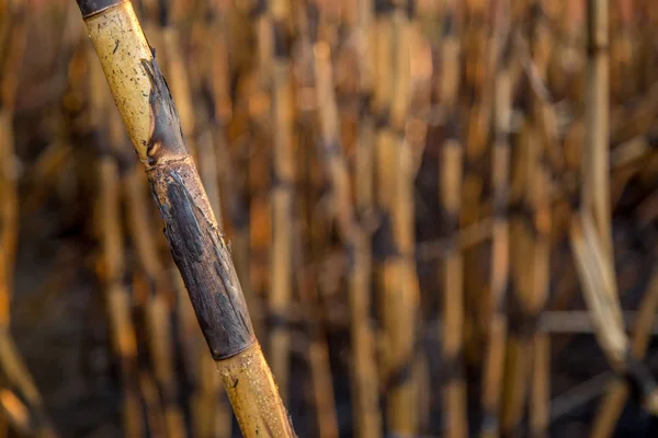 Plantación de caña de azúcar quemada — Foto de Stock