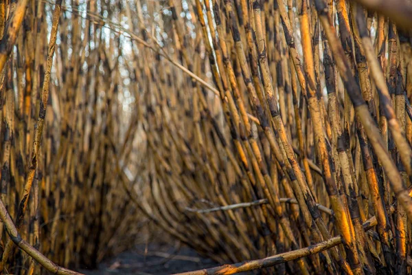 Plantation de canne à sucre brûlée — Photo