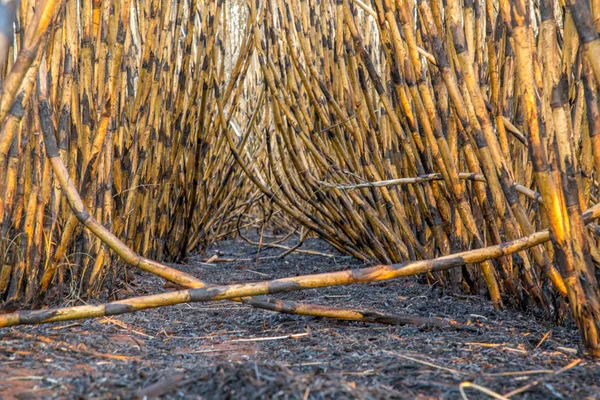 sugar cane plantation burned