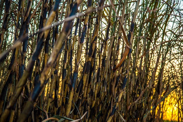 Plantation de canne à sucre brûlée — Photo