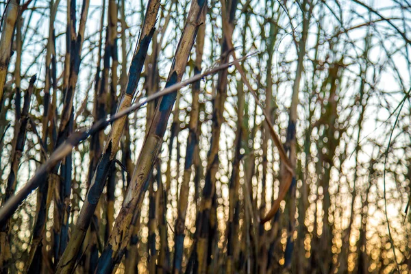 Plantación de caña de azúcar quemada — Foto de Stock