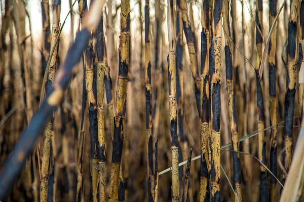 Zuckerrohrplantage brannte — Stockfoto