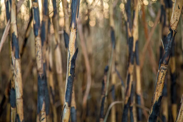 Zuckerrohrplantage brannte — Stockfoto