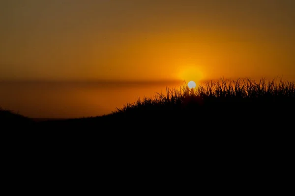 サトウキビ畑の夕日 — ストック写真